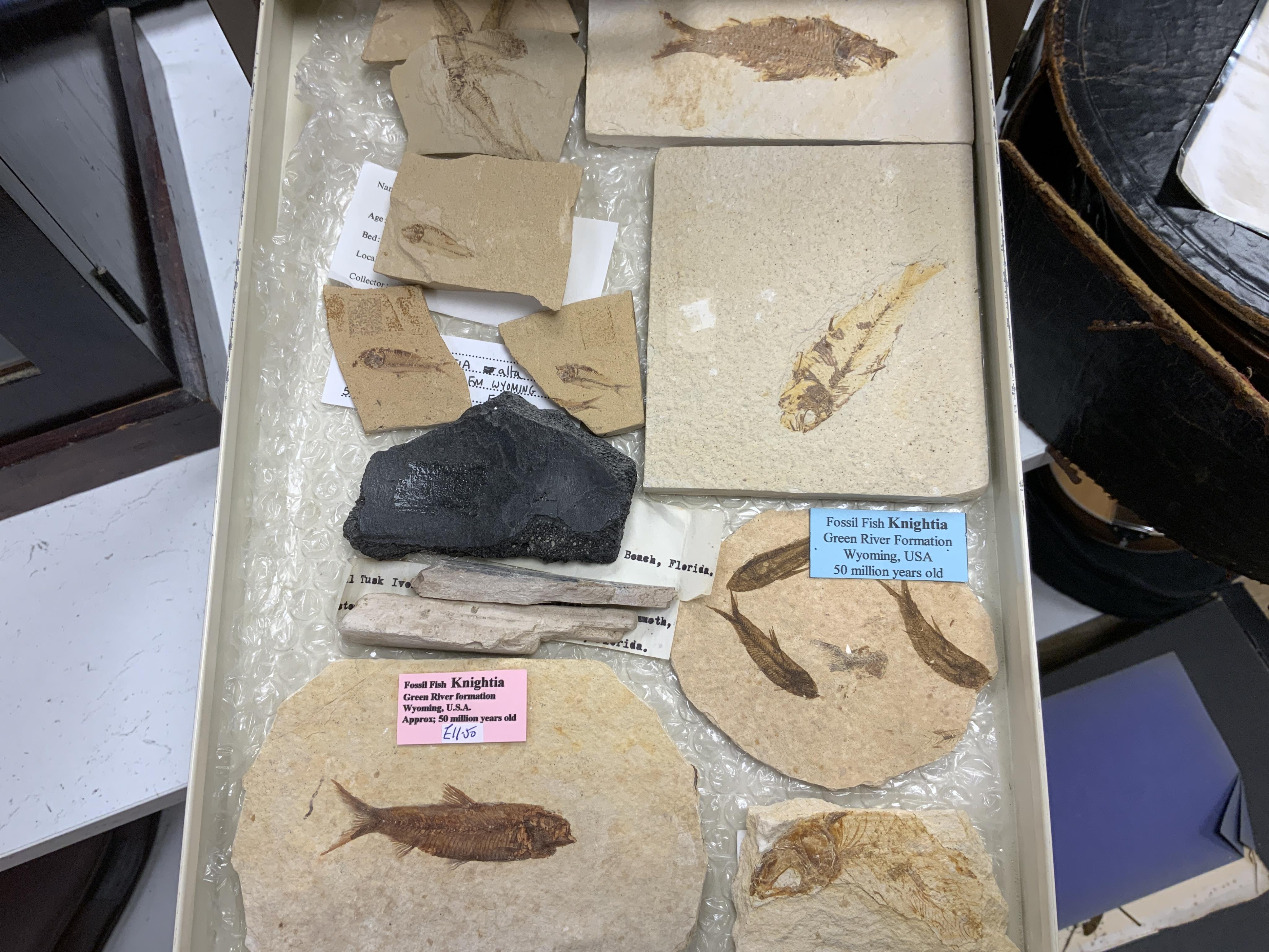 Fossil fish interest; a Bisley eight drawer cabinet containing a collection of seventeen fossil fish on matrix including Knightia from the Green River Formation Wyoming, together with fossilised vertebrae, fossil insects